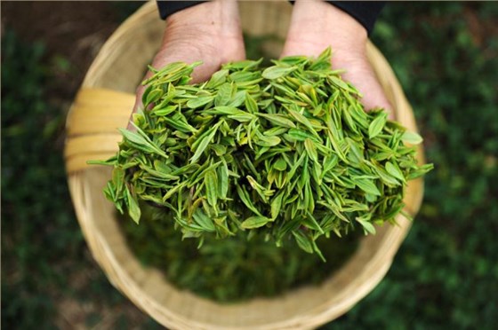 如何包装春茶？
